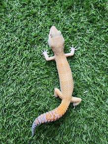 Leopard gecko