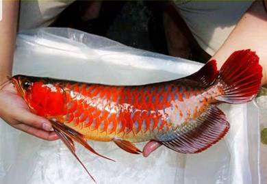 blood red arowana 3a quality-wholesale