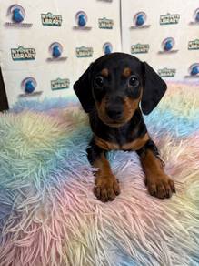 Daschund puppy