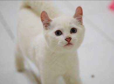 White Munchkin Long Leg Kitten
