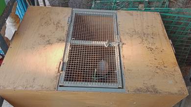 Brooder anak ayam