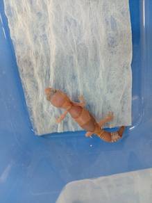 Fattail Gecko 
