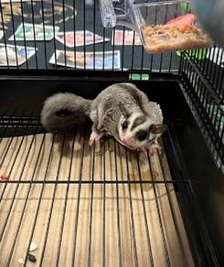 Suger glider for sale