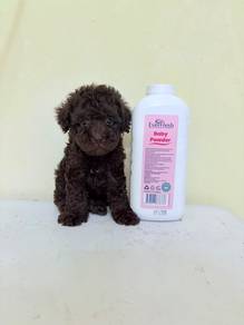 Tiny toy poodle coca cola color Male puppies