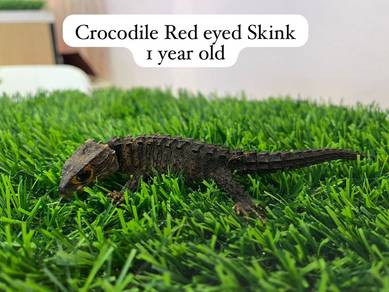 Red Eyed Crocodile Skink Untuk Dijual !!