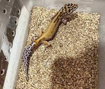 Gecko available for sale 