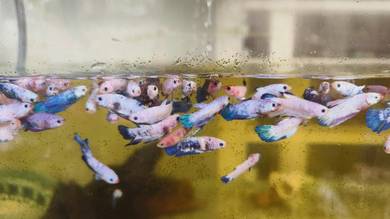 Ikan Laga Fancy/Betta Fancy