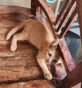Kitten anak kucing
