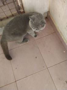 kucing British short hair (BSH)