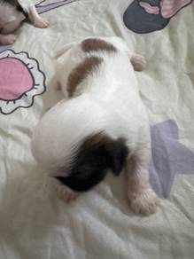 shitzu puppy 🐶