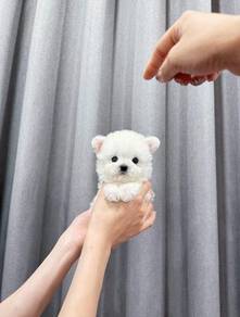 Teacup Bichon-Boy