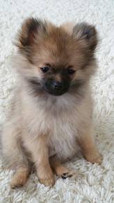 G6023 Irresistible Pomeranian small cute puppy Bab