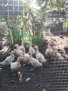 10 Pekin ducks,10 ekor itik pekin