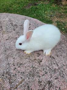 Arnab comel white jantan cute🐇🐇🐇