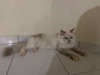 100 FREE Sangkar + Sekor colour hitam
