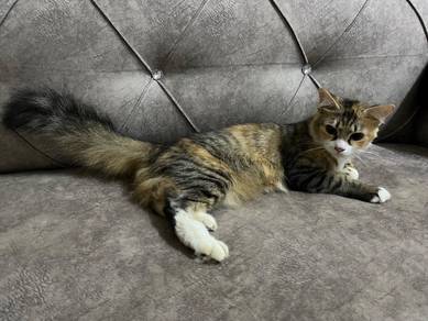 cat open Adoption