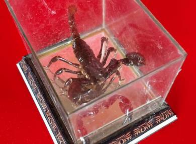 Dy 3D Malaysian Forest Black Scorpion In Glass