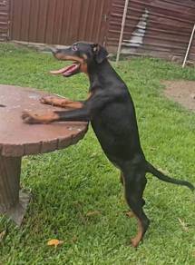 Rottweiler