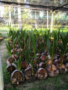 Benih kelapa manis/sgg