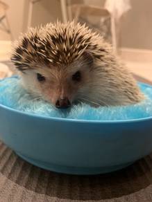 For Adoption (Hedgehog)
