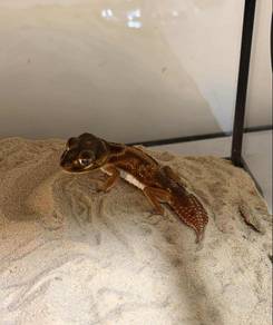 Knobtail gecko male