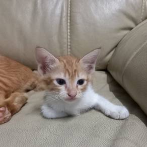 free kitten for adoption urgent