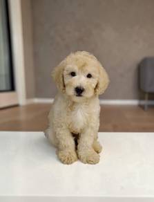 Maltipoo puppies Female 