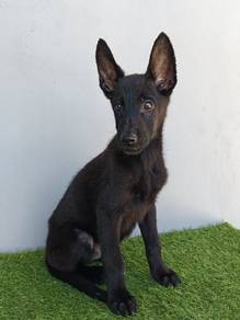 Belgian x German