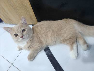 Bsh Munchkin 