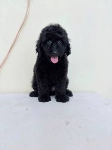 Toy poodle 4 Month old puppy full black color male