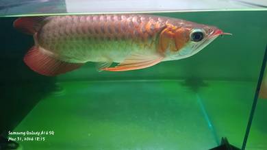 Arowana Super Red Sepauk 13 inci +-