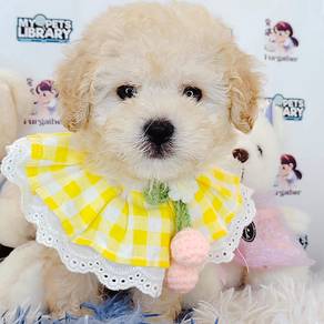 Poodle toy