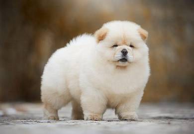 Chow Chow