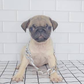 Pug