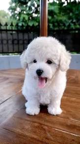 K6686 Fluffy poochon Adorable Beautiful Sweet Pupp