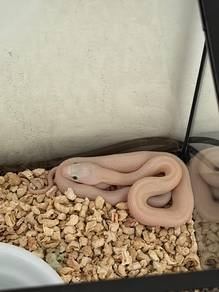 Lucy Texas Rat Snake