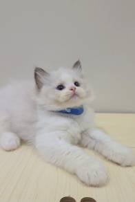 ragdoll
