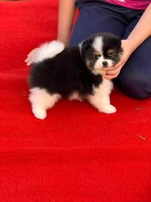 Mini Pomeranian 