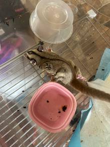sugar glider