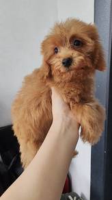 Miniature poodle brown