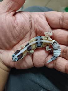 Fat tailed gecko