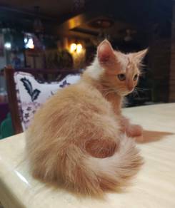 OYEN jantan 