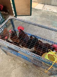 ayam penelur