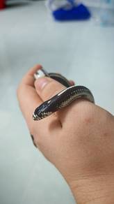 California kingsnake 