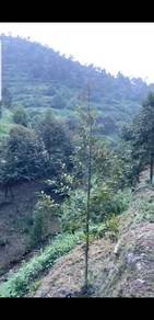 Agricultural Land in Raub, PHG
