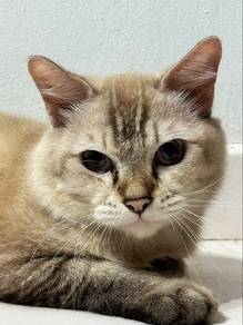 Siamese Male Cat