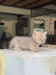 SS Munchkin Female