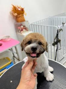 Schnau-tzu