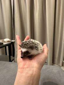 one pair hedgehog