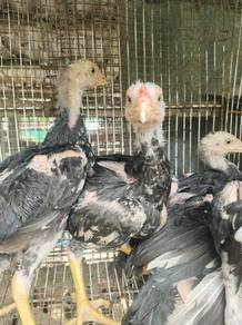 Anak ayam ratu lhk